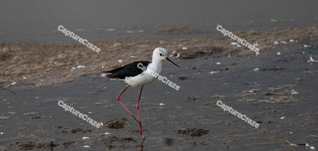 Black-Winged Stilt